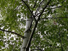 10x Silver Birch Trees Betula Pendula| 2-3ft Tall | Supplied By Direct Plants