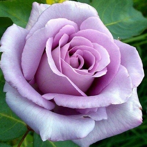 Multi coloured rose seeds - multi,