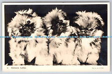 R761776 Pekingese Puppies