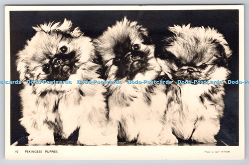 R761776 pekingese puppies - r761776,