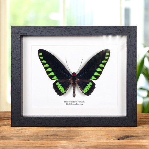 The palawan birdwing butterfly - birdwing,