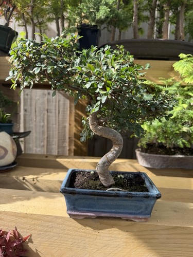 Chinese elm bonsai tree - elm,