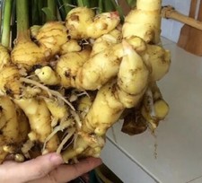 Winter Ginger Well Rooted  Bare Root Plants Outdoor/Indoor /Easy Grow Well Root