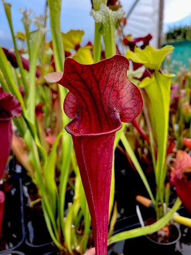 Sarracenia johnny marr hybrid - sarracenia,