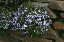 1 xPhlox divaricata 'Clouds of Perfume'  - 9cm pot - Free P&P