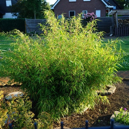 Fargesia rufa hardy clumping - hardy,