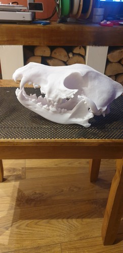 Artificial wolf skull full - wolf,