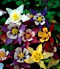 10 x Plug Plants Aquilegia Mckana Giants Mix Hardy Clumping Perennial Flower