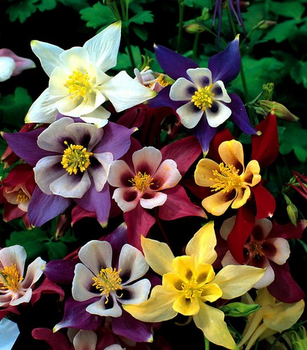 Plug plants aquilegia - x,