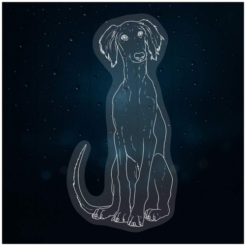 Saluki puppy static window - puppy',