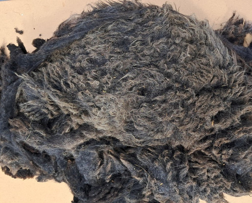 Shetland sheep fleece - , 100g