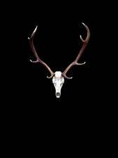 Red deer stag  taxidermy