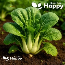 VEGETABLE SEEDS CHINESE WHITE