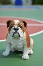 Sitting Bulldog Statue Dog