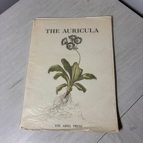 The auricula oscar - the, moreton