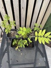 Albizia julibrissin, Silk