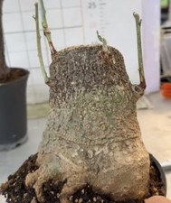 Sale Sale Adenia perrieri