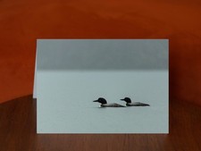Common Loons - Gavia immer -