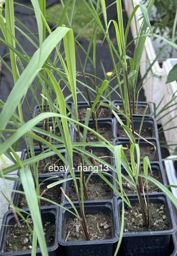 Lemon grass lemongrass herb - grass,