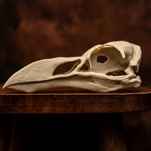 Great auk skull - great,