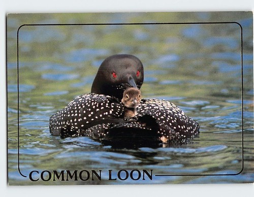 Postcard common loon - common,