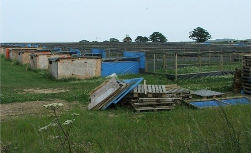 Photo 6x4 rearing pens - rearing,