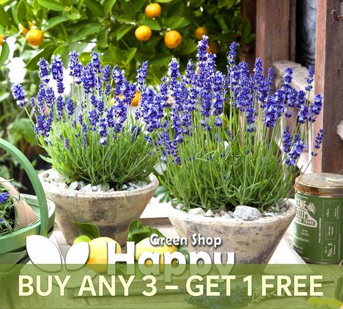 Lavender hidcote blue - lavender,