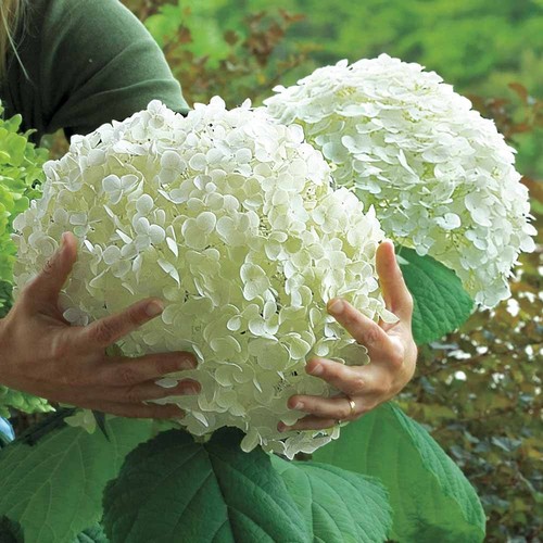 Hydrangea arborescens strong - arborescens,