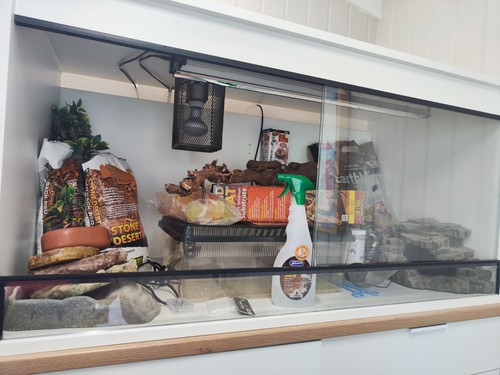 Premium 4ft bearded dragon - 4ft,