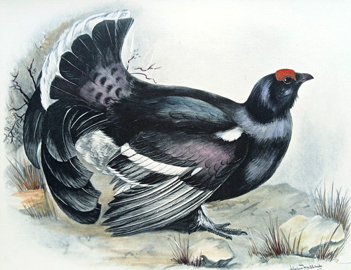 Black grouse antique bird - black,
