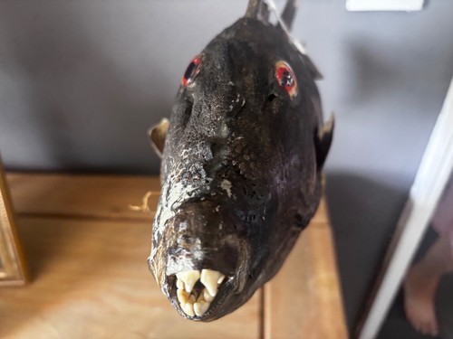 Rare antique taxidermist - rare,