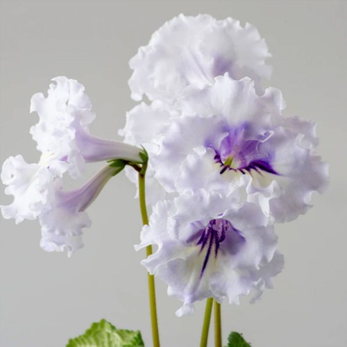 Streptocarpus 2540 plug - streptocarpus, ds-2540-plug