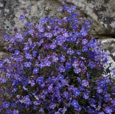 Veronica plug plants - , trailing