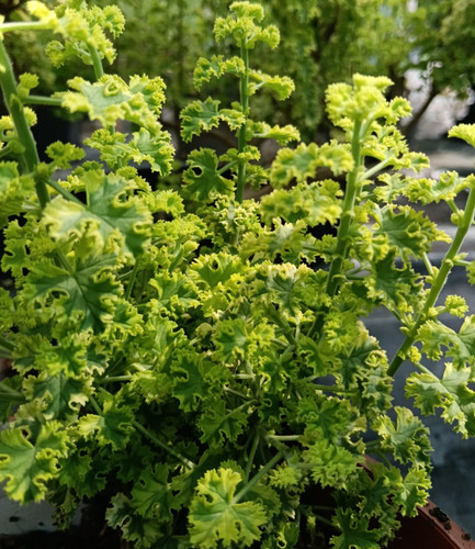 Pelargonium cy s - 3,