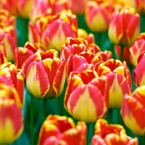Tulip banja luka x24 - luka', bulbs
