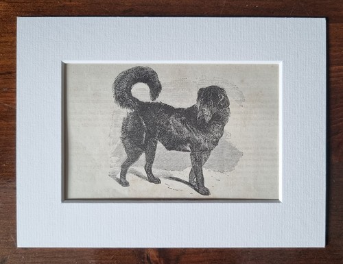 Antique mounted animal - mounted, print