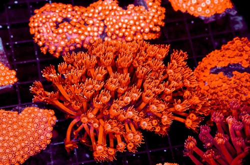 Sizzling red goniopora - sizzling, wysiwyg