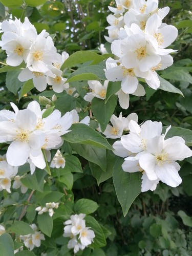 Hardy bare root philadelphus - 2,