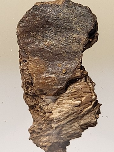 Real rex tooth - t-rex, and