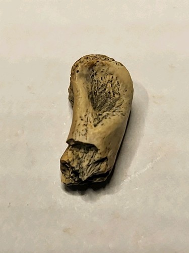 Rare raptor toe digit - toe, bone
