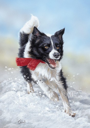 Border collie christmas cards - border,