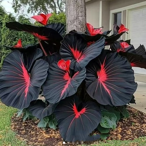 Black caladium flowers - black,
