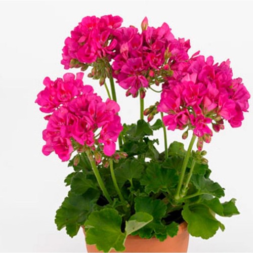 Geranium zonal sunrise mona - geranium, 'sunrise