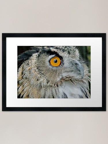 Eagled eye owl - eye, framed