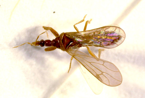 Unique headed bug - unique-headed,
