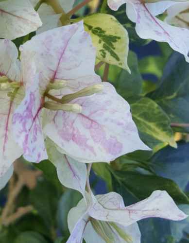 Bougainvillea sunstone white - bougainvillea,