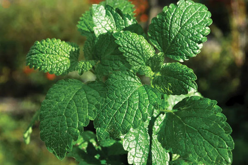 Herb peppermint mentha - herb,