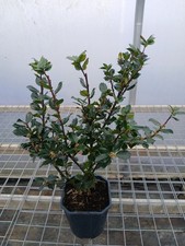 1x Ilex 'Blue Prince' Holly