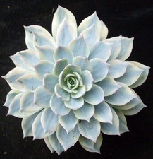 Echeveria Subsessilis Variegated choice 11.5cm ex-collection succulent / cactus
