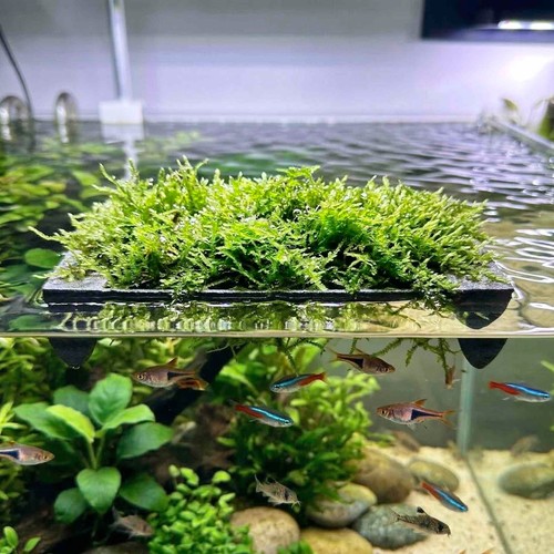 Floating aquarium java moss - floating,